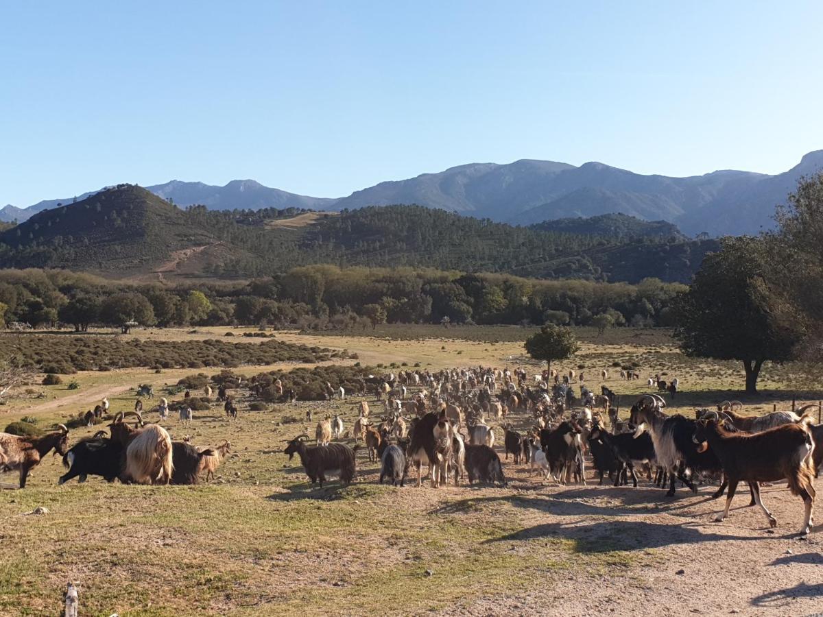 فيلا Domaine U Filanciu - Casa Chiara - Centru Di Corsica Moltifao المظهر الخارجي الصورة