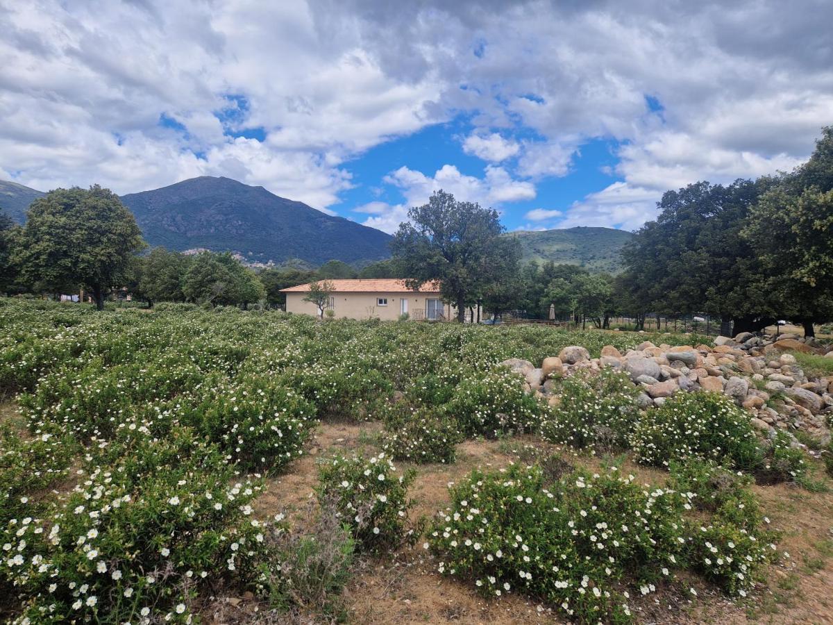 فيلا Domaine U Filanciu - Casa Chiara - Centru Di Corsica Moltifao المظهر الخارجي الصورة